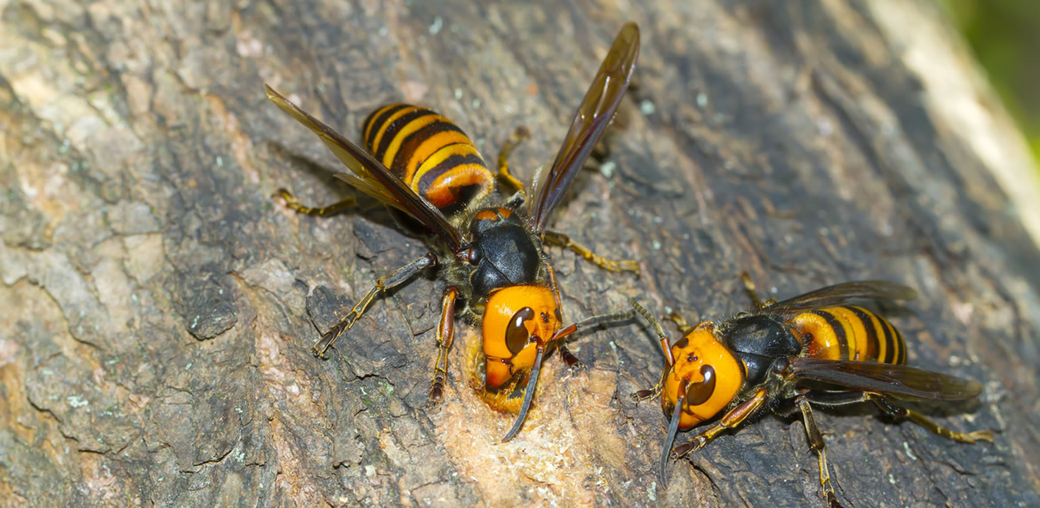 ハチ刺され対策