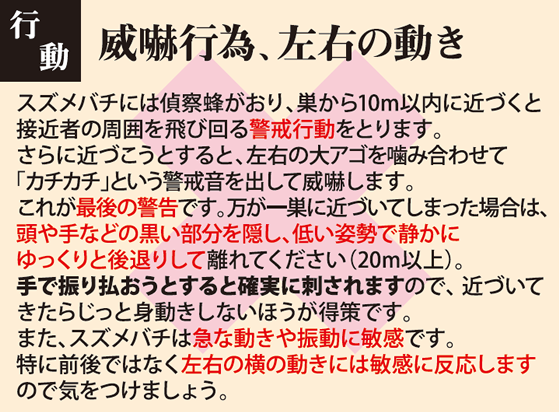 ハチ刺され対策